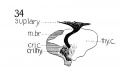 1911 Graphic reconstruction of motor branch of superior laryngeal nerve