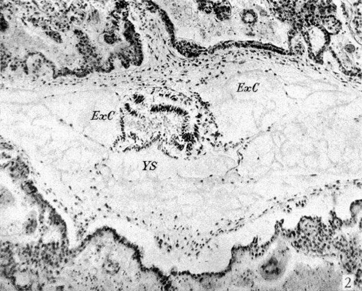 File:Odgers1937 plate01fig02.jpg