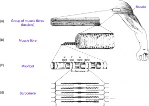 Skeletal muscle structure.jpg