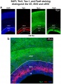 somatosensory cortex of E20 rat ventricular zone (VZ), inner subventricular zone (iSVZ) and outer SVZ (oSVZ)