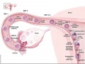 The ovary and uterus