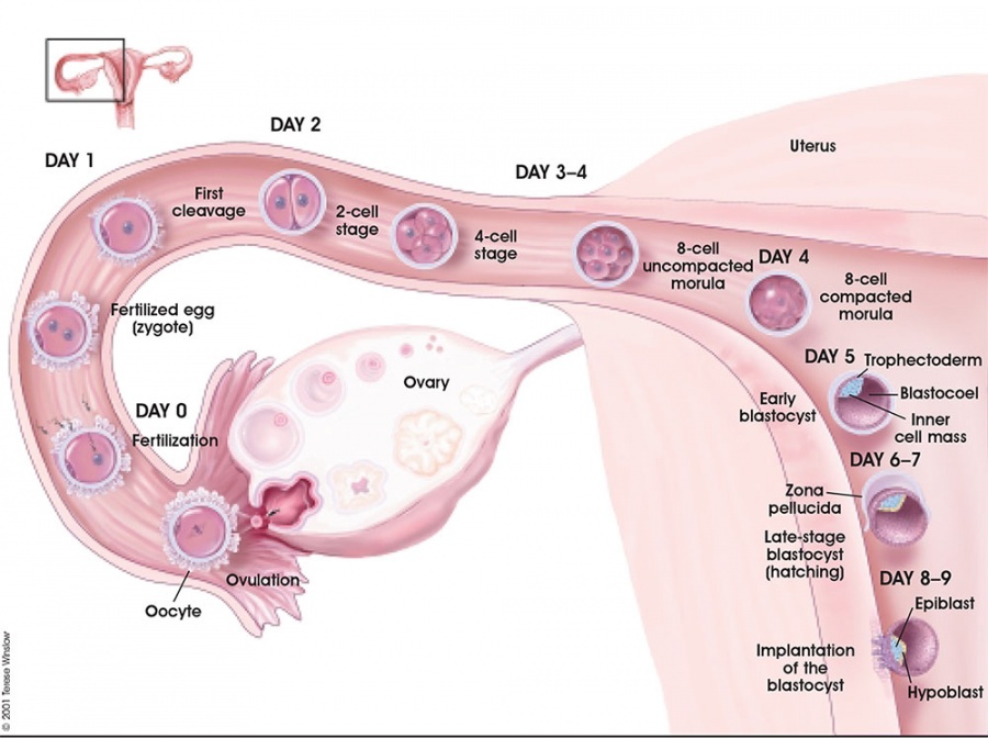 Lecture - Week 1 and 2 Development - Embryology