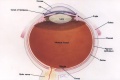 Basic anatomy of the eye.