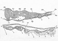 Fig. 34. Transverse section through the dorsal region of an embryo of 45 hours.