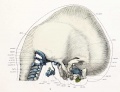 Skull - Lateral view and cervical vertebrae with overlying membranous skull and dorsal membrane.