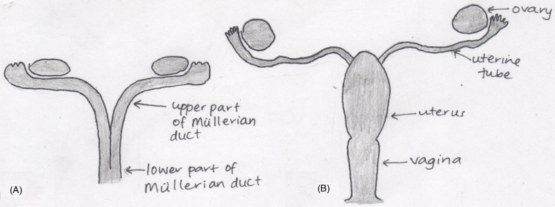 File:Mullerian ducts development.jpeg