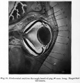 Fig. 18. Horizontal section through head of pig 40 mm long