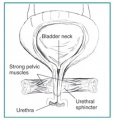 Diagram of female urethra and bladder anatomy
