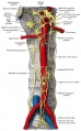 Abdominal portion of the sympathetic system