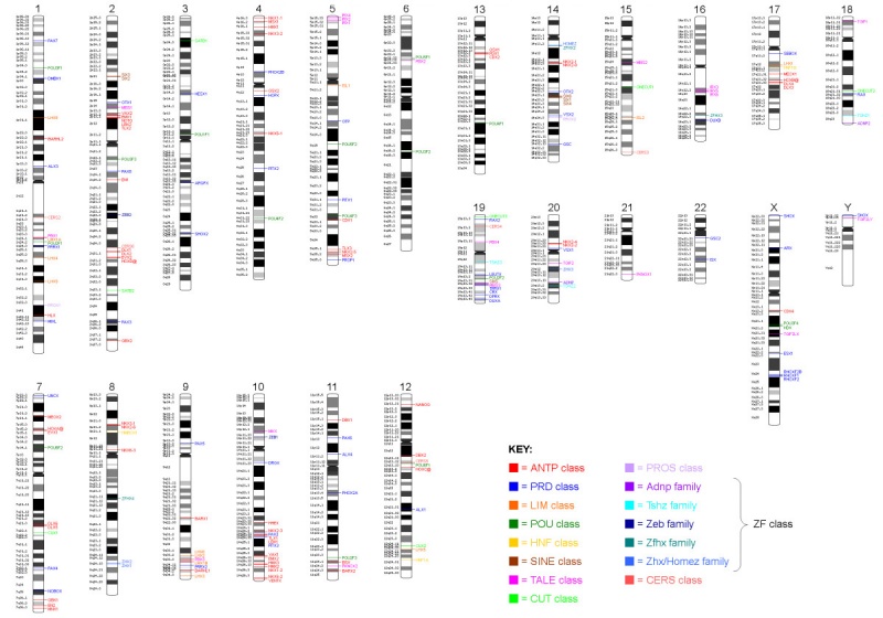 Ideograms Human homeobox genes