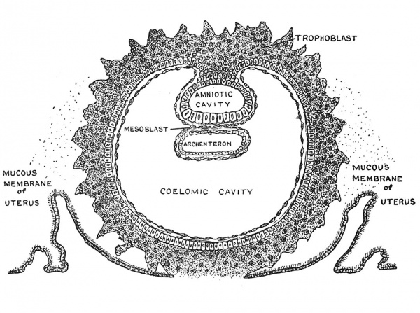 Fig. 16 Origin of the Primitive Coelom, the Mesoblast and Cavity of the Amnion