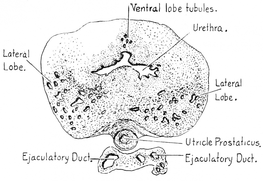 Paper - The development of the human prostate gland with reference to ...