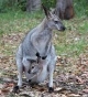 Red-necked wallaby.jpg