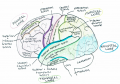 Fig 11. Anatomy of the human cerebral cortex Z5059696 student image