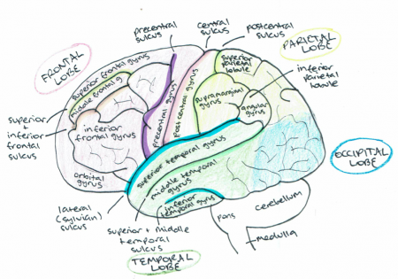 Anatomy of the human cerebral cortex