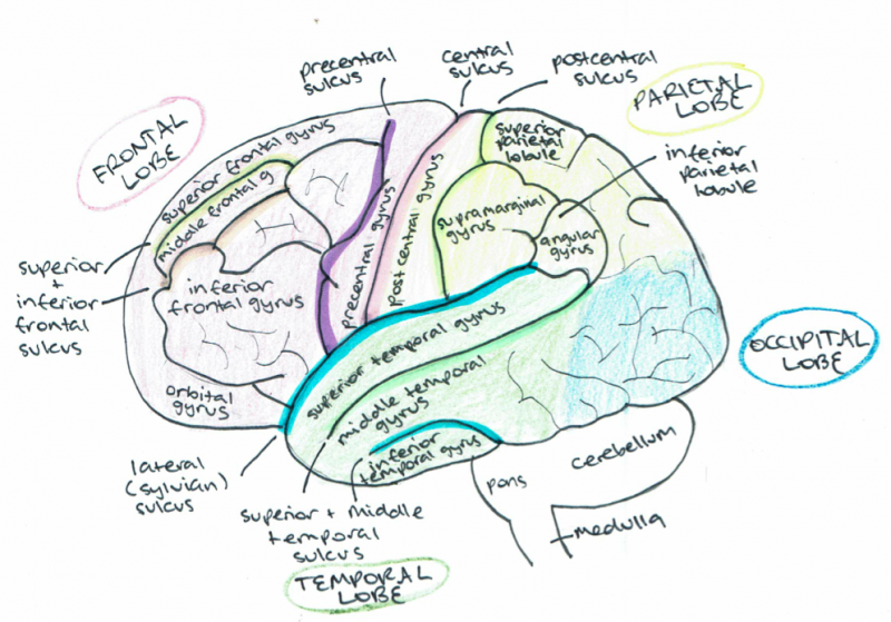 File:Anatomy cerebral cortex.png