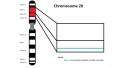 Z3290841 - Figure relevant to group project. Meets student drawn figure criteria. Copyright, citation and student disclaimer included. This figure is very useful for understanding chromosomal region affected. You provide further information in the figure legend, demonstrating peer teaching component.