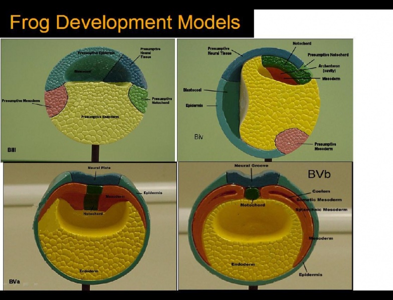 File:Development Models of Frog.jpg