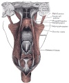 1028 Dissection of the Muscles of the Palate from behind