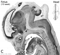 Human- fetal week 10 head C.jpg