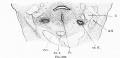 Fig 328 Section through embryo BR
