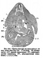 Fig. 416. Section through the same embryo 0.18 mm lower than Fig 415