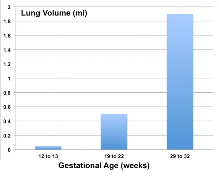File:Lung volume graph 01.jpg