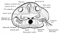 Relation of the pharynx to the internal and external gills of the frog transverse section