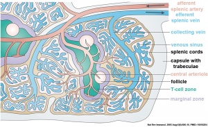 Spleen structure cartoon