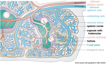 Cardiovascular System - Spleen Development - Embryology