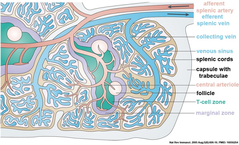 File:Spleen structure cartoon 01.jpg