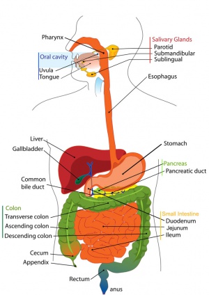 Adult gastrointestinal tract cartoon