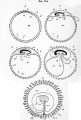 Fig. 114. Five diagrammatic figures illustrating the formation of the foetal membranes of a mammal. (From Kolliker.)