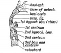 Fig. 121. A diagrammatic section of the Foetal Axis, Atlas, and Basi-occipital.