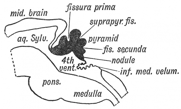 Fig. 89 Diagrammatic Section of the Cerebellum of a Human Foetus early in the 4th month