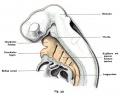 Fig. 354. Sagittal section through the head of a human embryo CRL of 4.2 mm, 31 - 34 days old