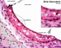 stria vascular histology