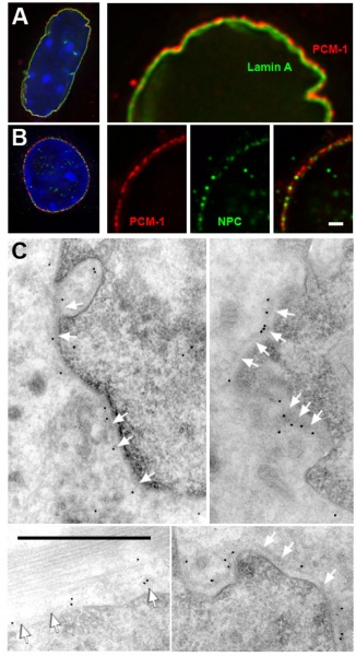 File:Muscle- centrosome protein localizes cytoplasmic site nuclear envelope.jpg
