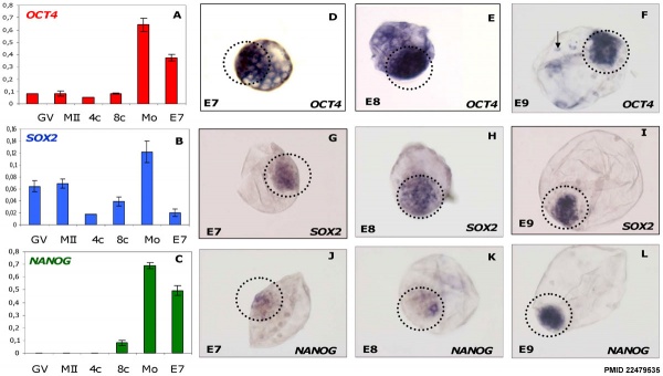 Bovine stem cell marker expression 01.jpg