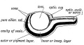 Fig. 146. Diagrammatic Section of the Optic Cup and Lens.