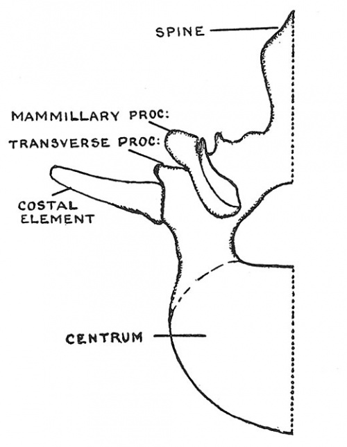 Fig. 61 Half of a first Lumbar Vertebra showing a separate costal element.