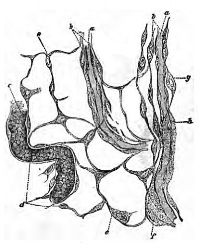 Fig. 1. Connective tissue of mucosa, uterus of pig