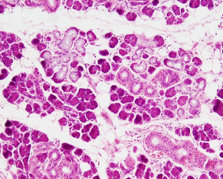 File:Submandibular gland histology 01.jpg