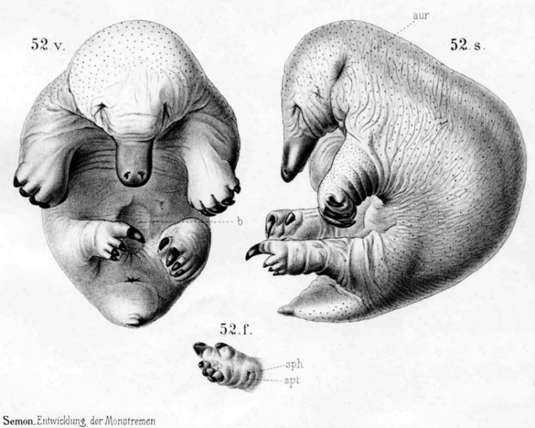 File:Echidna historic embryology 52.jpg