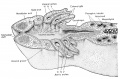 Frontal (horizontal) reconstruction of the external gill stage of the frog larva
