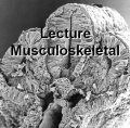 2016LectureMusculoskeletal-icon.jpg