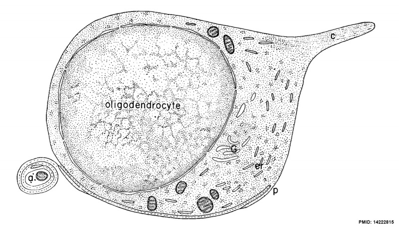 File:Cerebellar oligodendrocyte cartoon.jpg