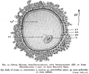 Historic drawing comparing the size of the mature human oocyte with a spermatozoa