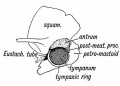 Fig. 41. The temporal bone at birth showing the formation of the Antrum between the Squamosal and Petro-mastoid.