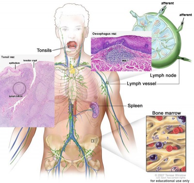 Lymphatic-system-tonsil-MALT.jpg
